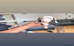 Miniature Dachshund dogs for sale: 3 gorgeous miniature dachshunds  - Image 8