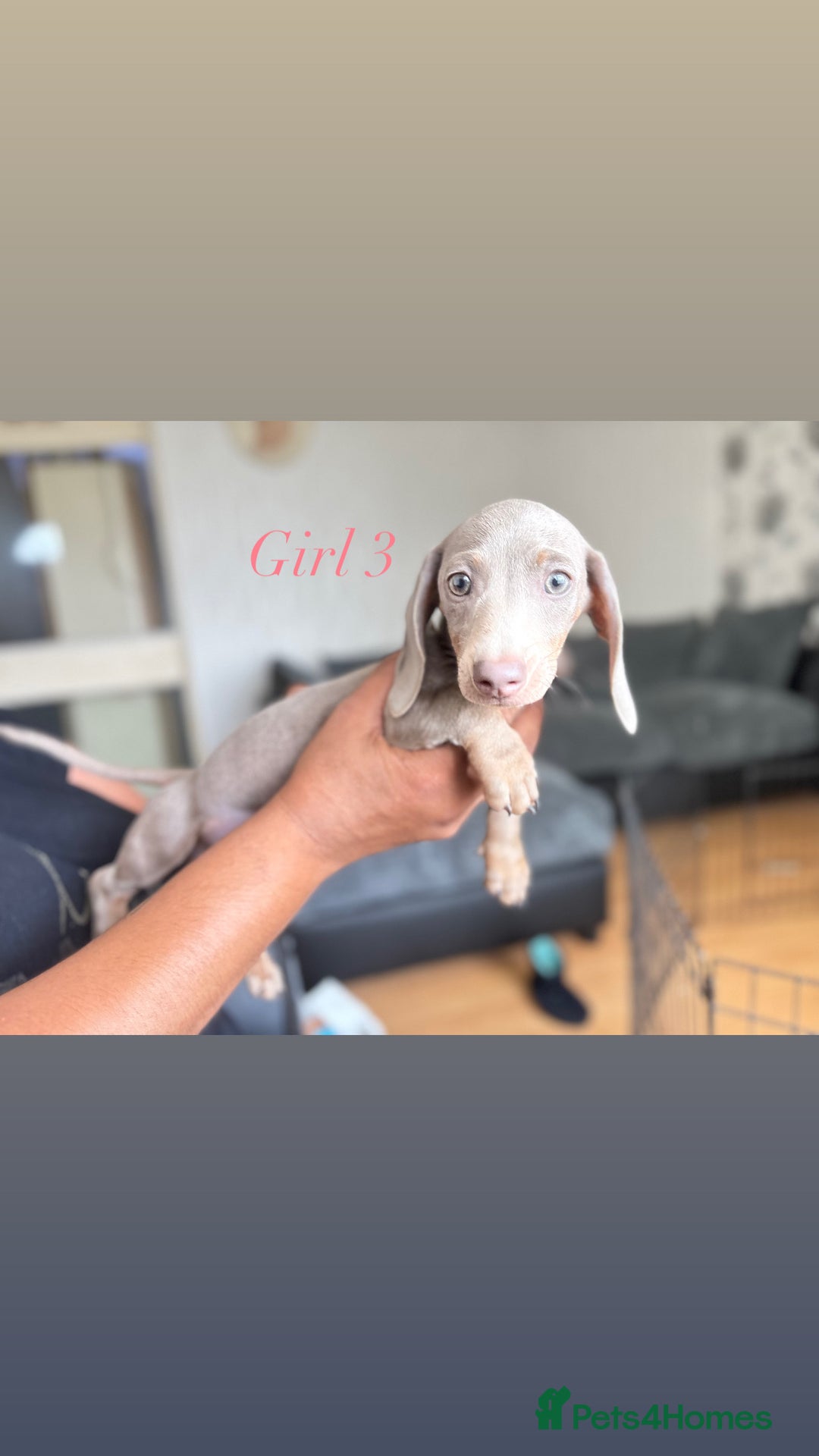 Miniature Dachshund dogs for sale: 3 gorgeous miniature dachshunds  - Image 8
