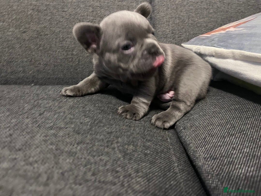 French Bulldog dogs for sale: Beautiful KC registered French Bulldog Puppies - Advert 20