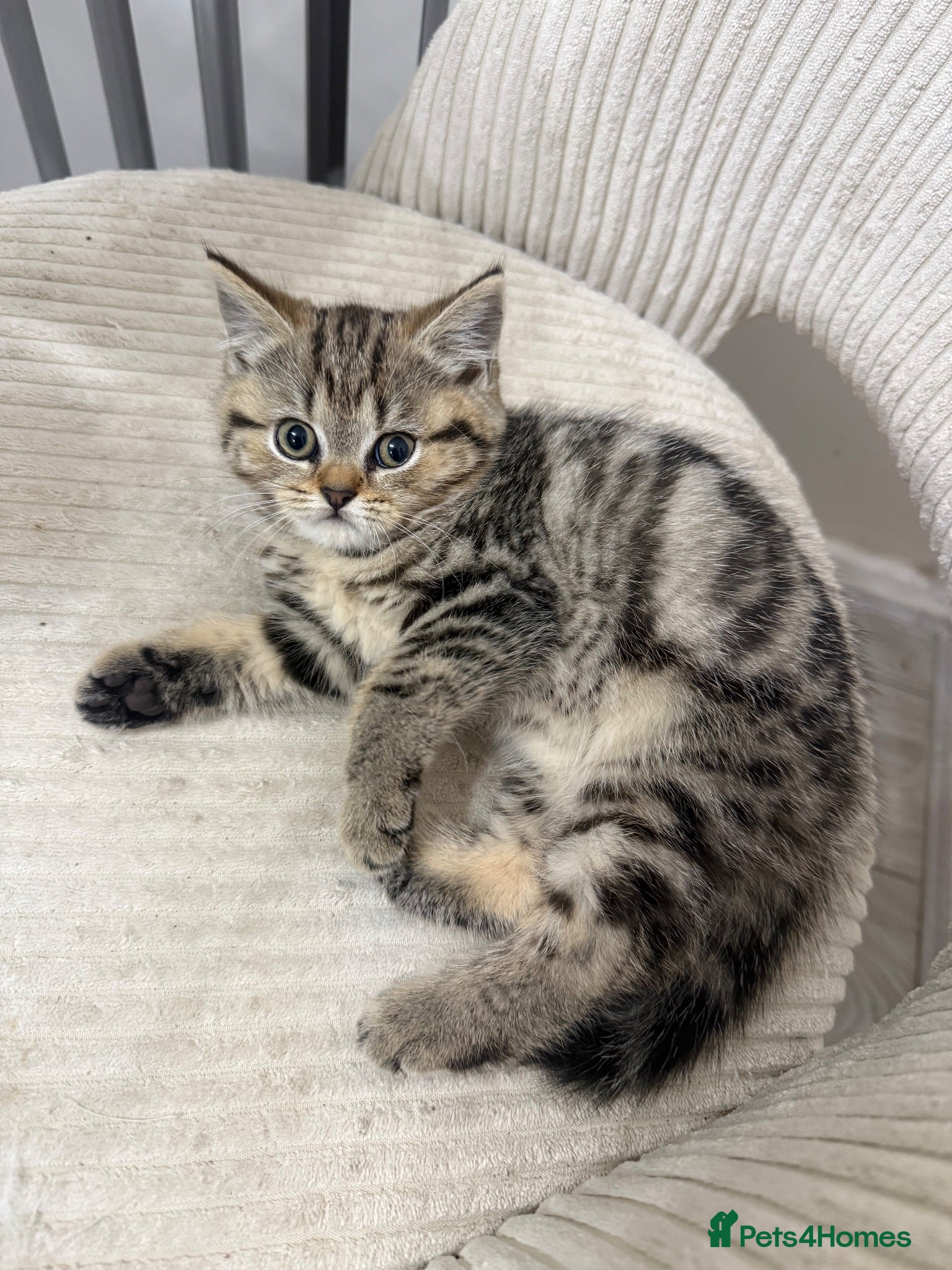 Scottish Fold cats 3 beautiful scottish straight kittens 🐱  - Advert 10