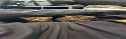 Mixed Breed cats for sale: 3 kittens for sale  - Advert 19