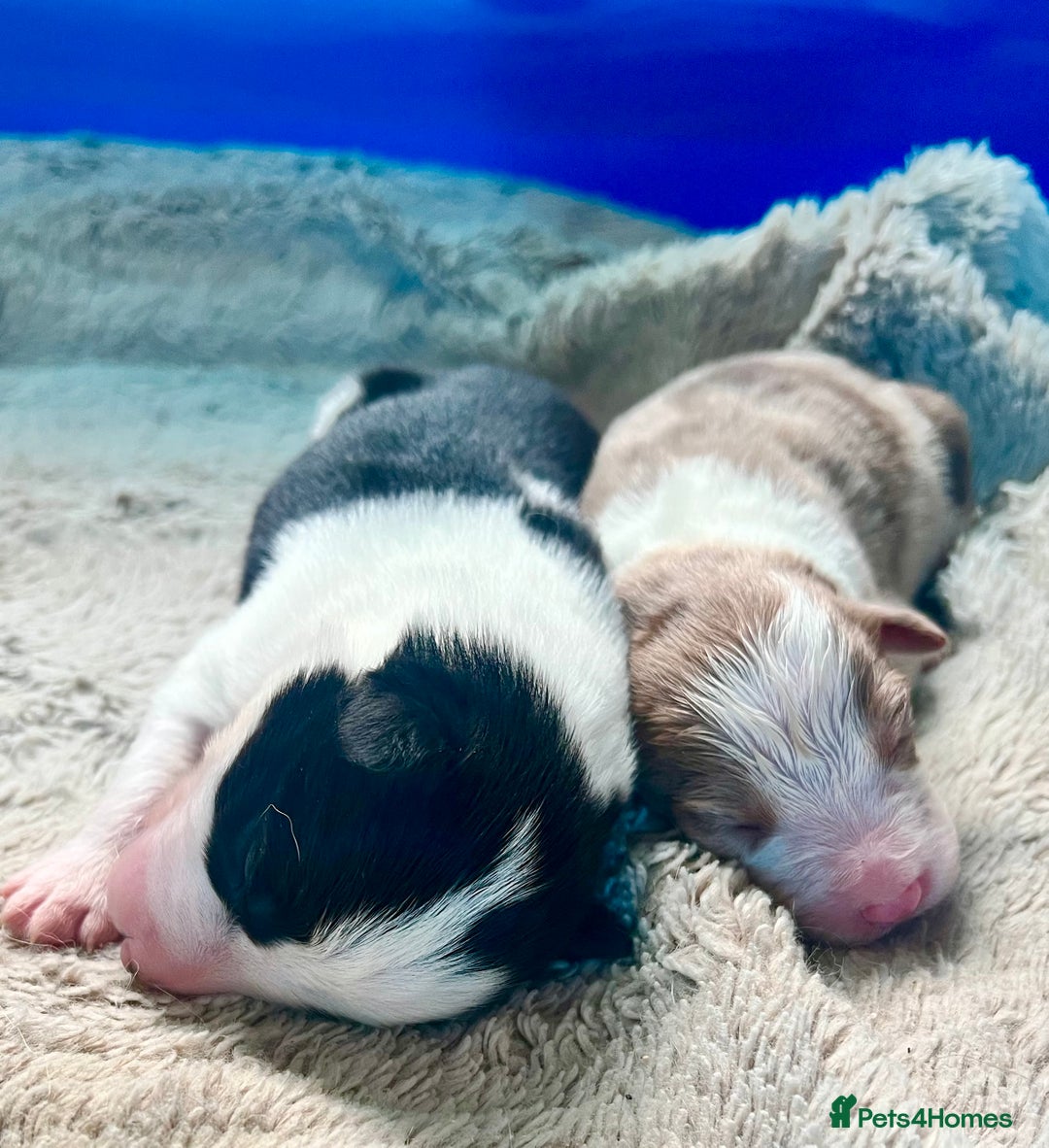 Border Collie dogs for sale: **🐾 Adorable Border Collie Puppies for Sale! 🐾** - Image 1