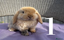 Mini Lop rabbits for sale: 5 Mini Lop baby rabbits ready 17th SEPT - Image 1