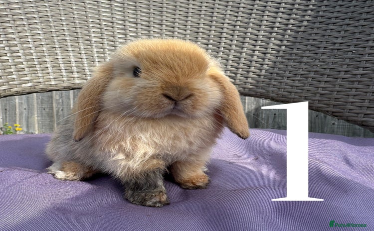 Mini Lop rabbits - Advert 1