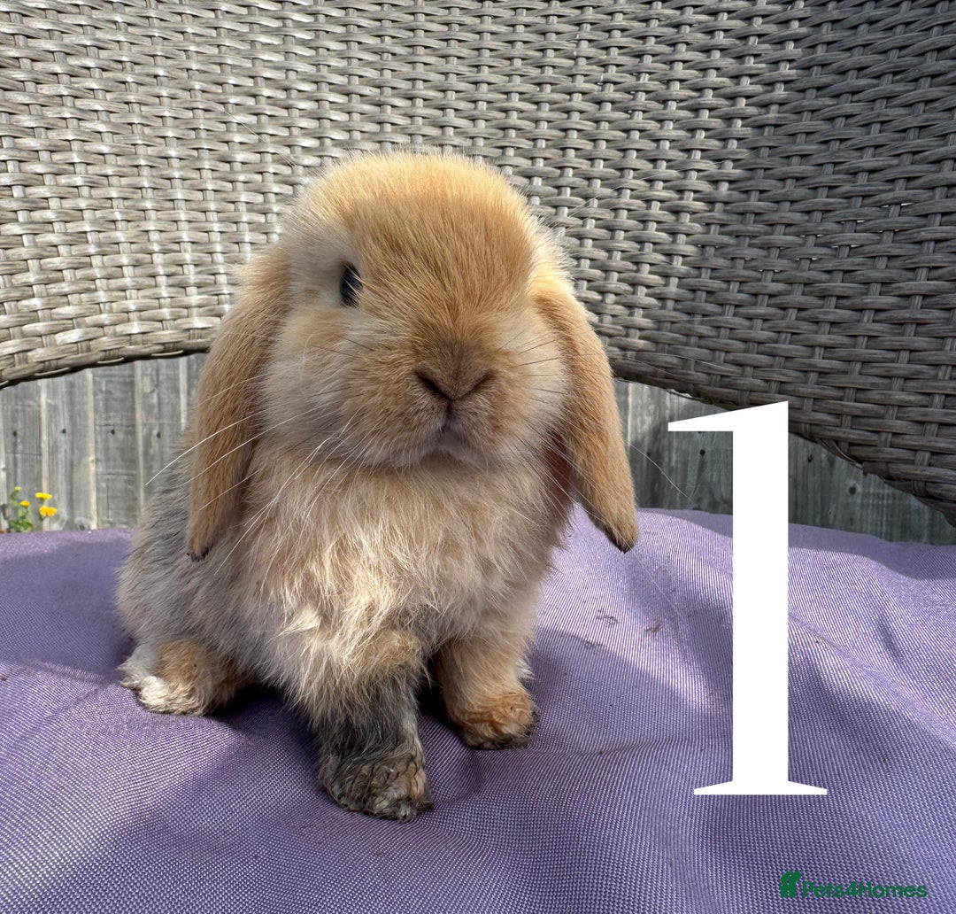 Mini Lop rabbits for sale: 5 Mini Lop baby rabbits ready 17th SEPT - Image 1