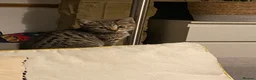 British Shorthair cats for sale: British shorthair mix (5 kittens ready to go) - Advert 13