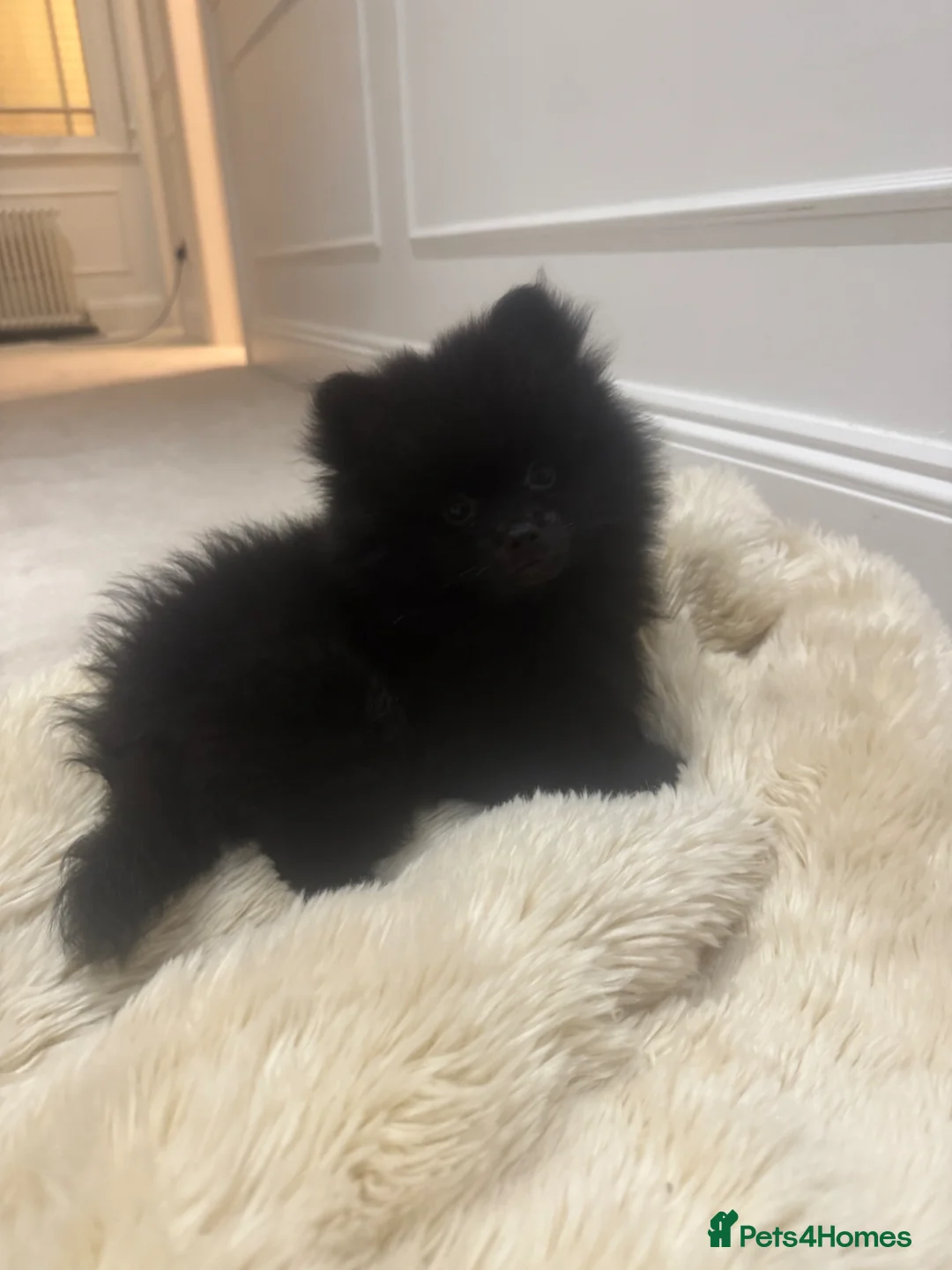 Pomeranian dogs for sale: 6 month old Pomeranian boy in Blandford Forum - Advert 8
