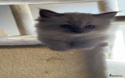 Ragdoll cats for sale: Boy 3/4 ragdoll kitten - Image 2