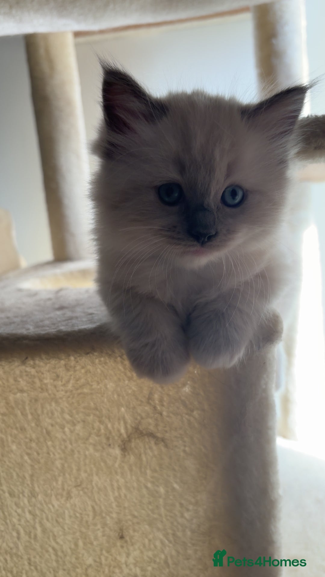 Ragdoll cats for sale: Boy 3/4 ragdoll kitten - Image 2