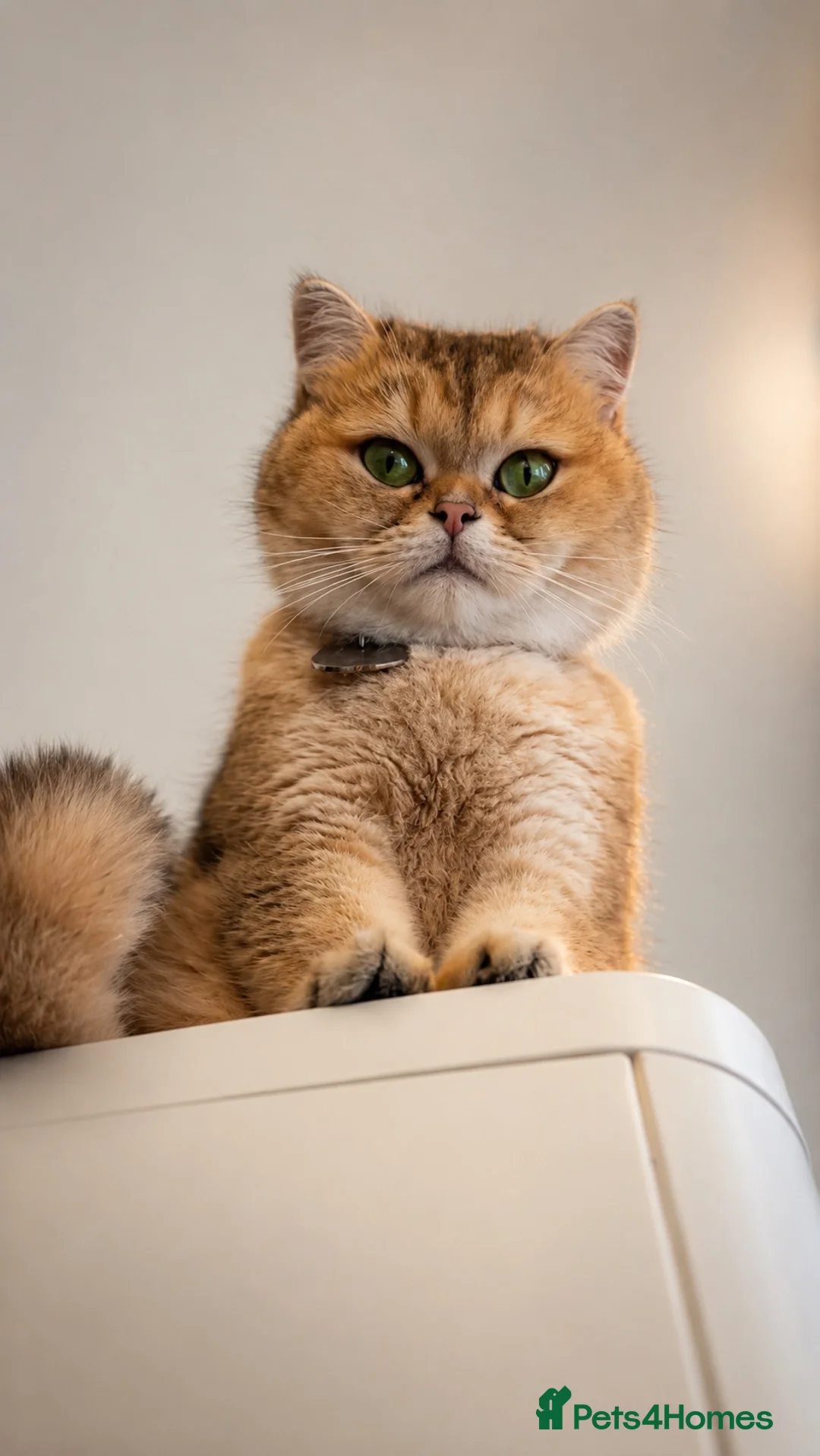 British Shorthair cats for sale: British shorthair kittens  - Advert 16