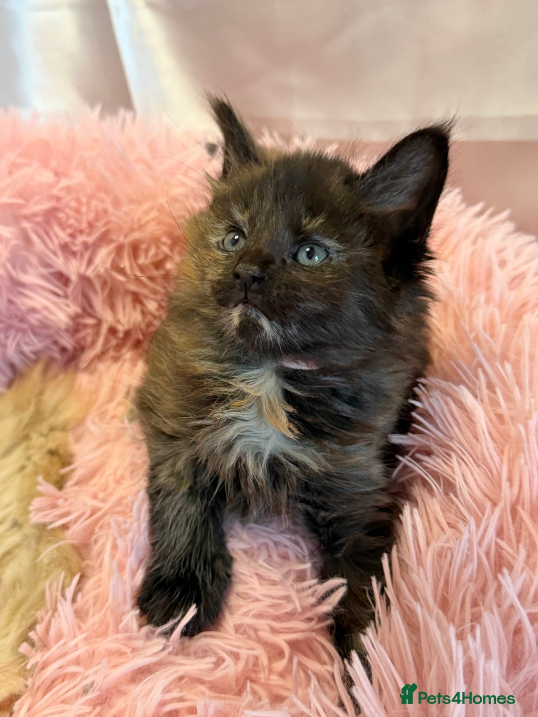 Maine Coon cats for sale: TICA REGISTERED MAINE COON KITTENS - Advert 23