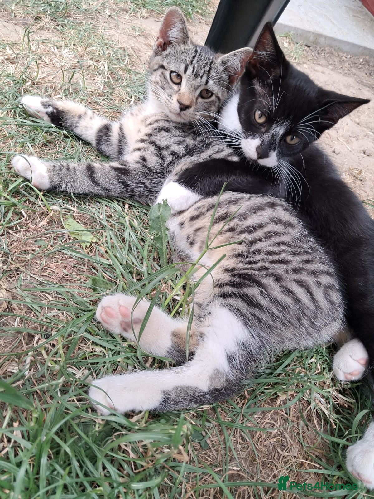 Mixed Breed cats Two Sweety boys one Black/white boy and tabby boy  - Advert 1
