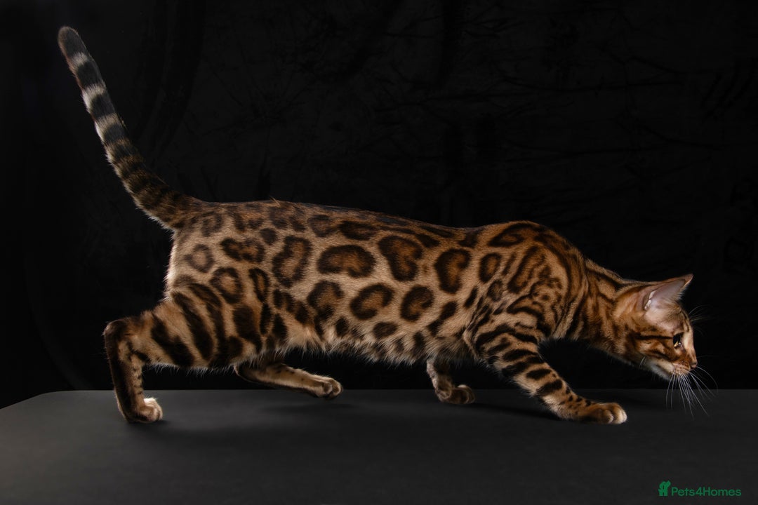 Bengal cats for sale: 🏆Show winning parents. 7 Stunning Bengal Babies💯 - Advert 10