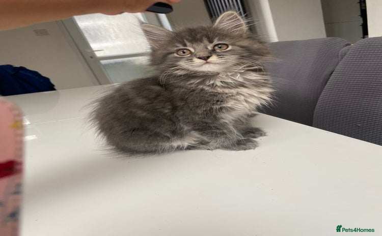 Maine Coon cats - Advert 6