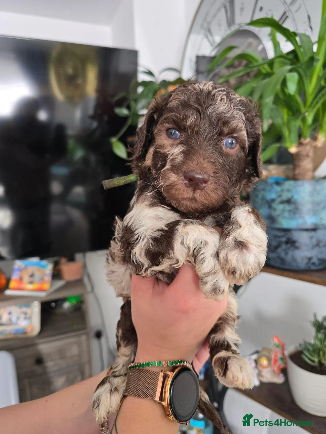 Goldendoodle dogs for sale: Standard F1B Goldendoodle Unique colours!  - Advert 1