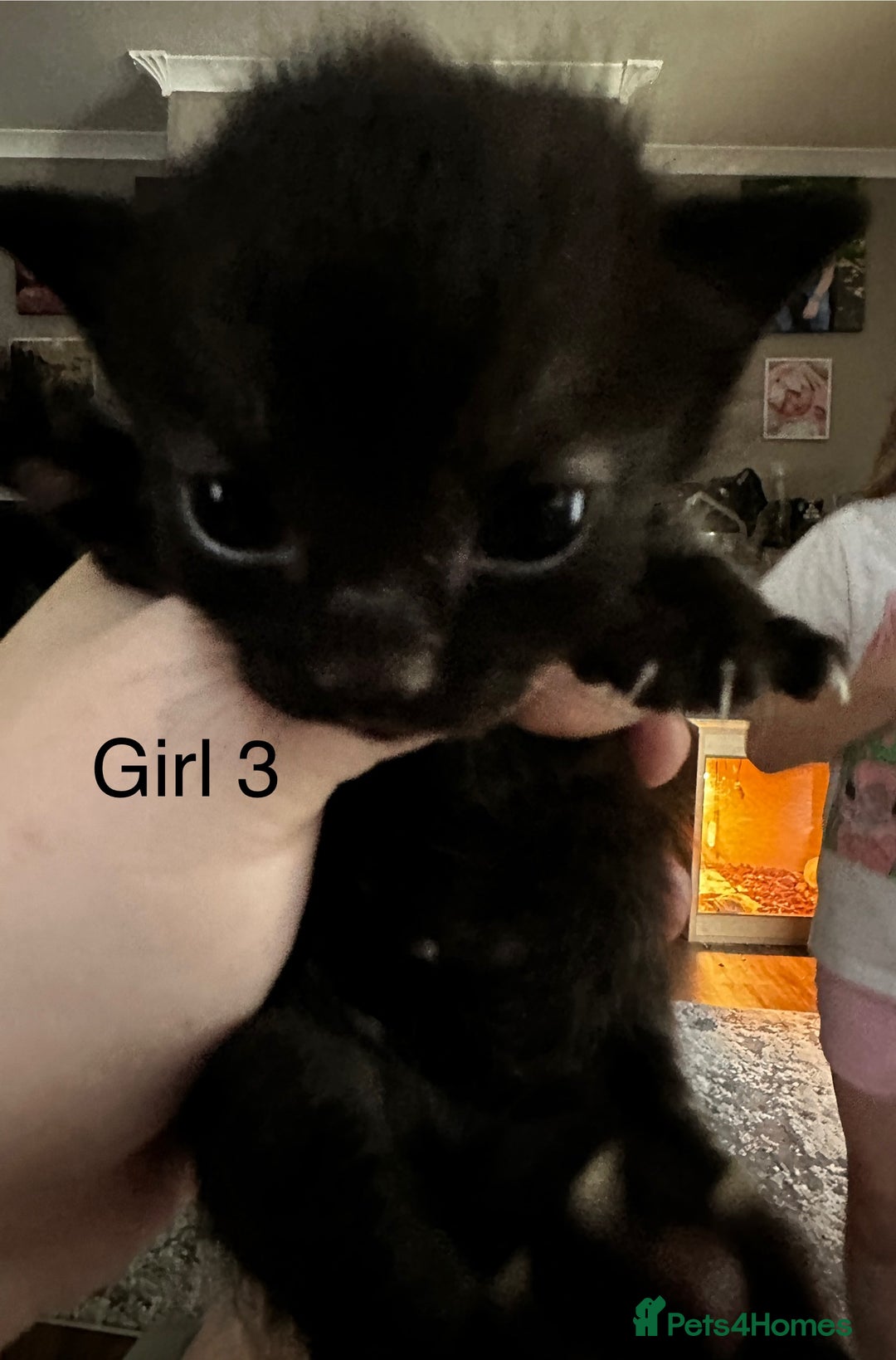 British Shorthair cats for sale: 5 black & Tabby kittens for Sale  - Image 4