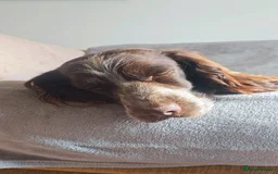 Cocker Spaniel dogs for sale: Male cocker spaniel for rehoming - Image 6