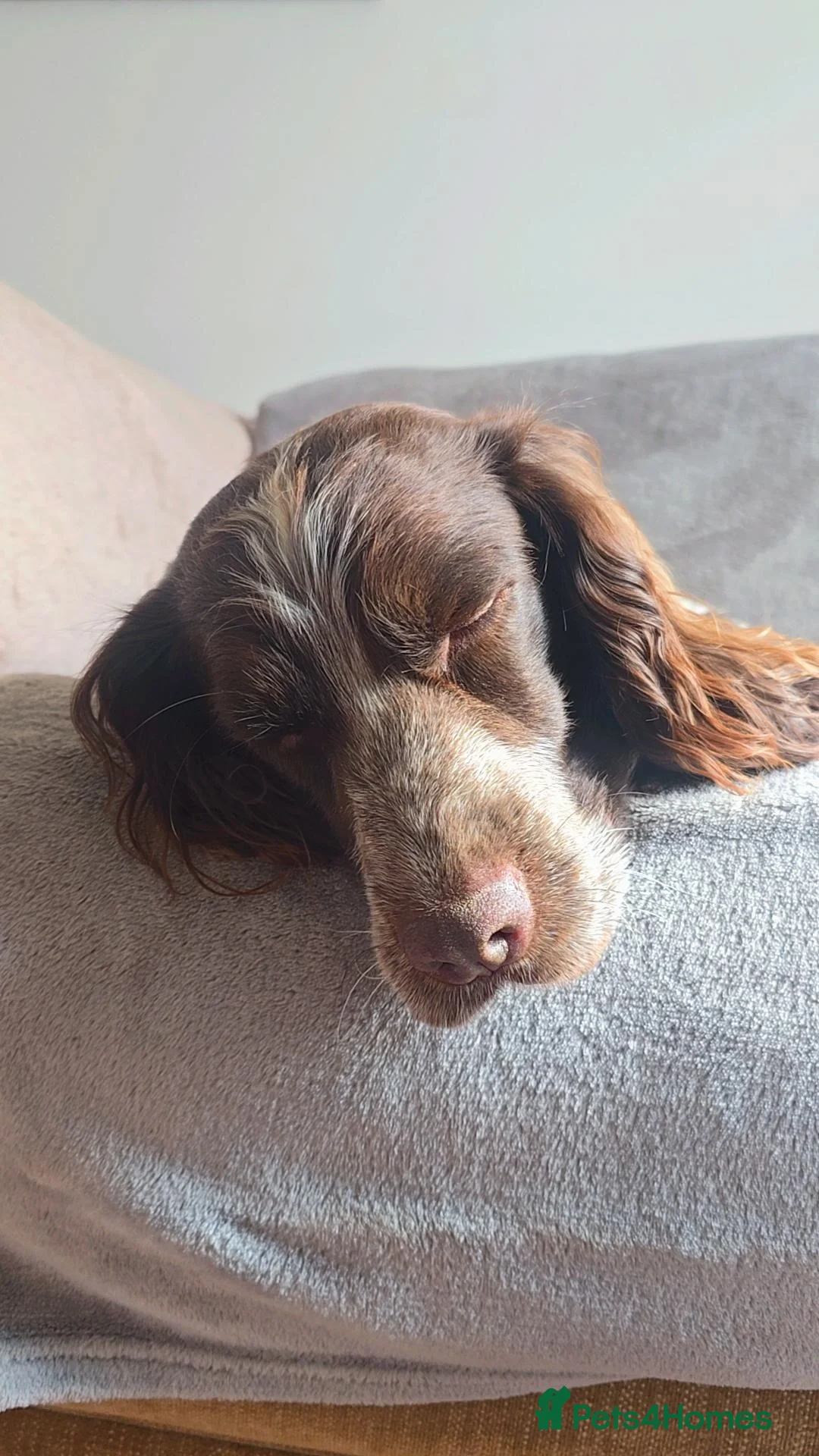 Cocker Spaniel dogs for sale: Male cocker spaniel for rehoming - Image 6