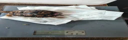 Tortoise reptiles for sale: Leopard spotted tortoises - Advert 16