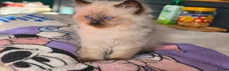 Mixed Breed cats for sale: 🐾  Bengdoll Kittens Bengal mum Ragdoll dad - Advert 4