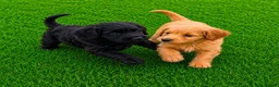 Cockapoo dogs for sale: 2 Cockapoo puppies for sale  in London - Advert 7