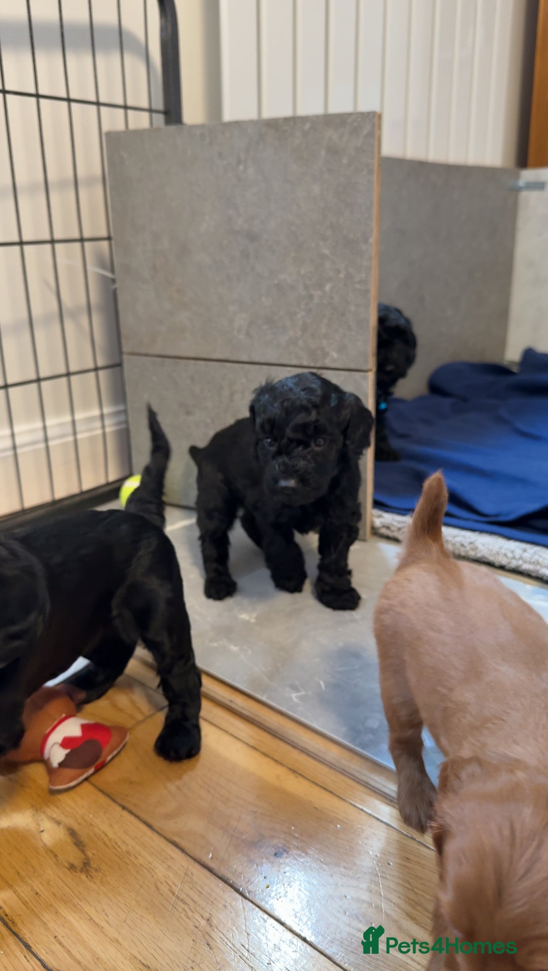 Cockapoo dogs for sale: Cockapoo puppies for sale  - Image 1
