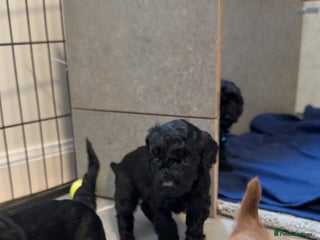 Cockapoo dogs - Advert 6