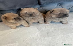 Chow Chow dogs for sale: CHOW CHOW PUPPIES  - Advert 2