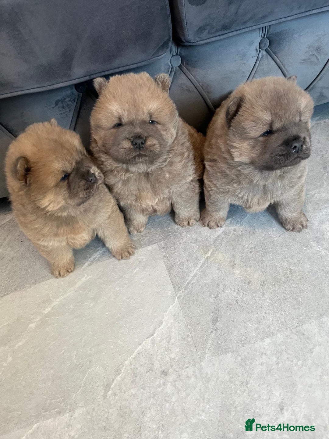 Chow Chow dogs for sale: CHOW CHOW PUPPIES  - Advert 2