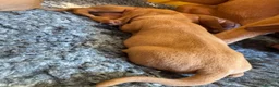 Hungarian Vizsla dogs for sale: Litter of stunning Vizslas - Advert 8