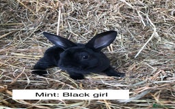 Rex rabbits for sale: Beautiful Purebred Velvet Mini Rex babies  - Image 6