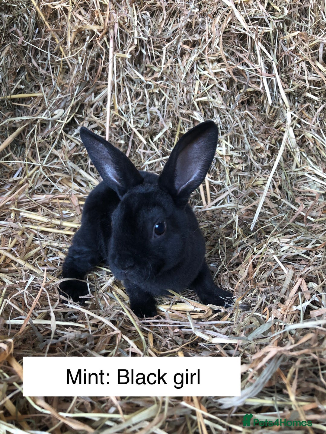 Rex rabbits for sale: Beautiful Purebred Velvet Mini Rex babies  - Image 6