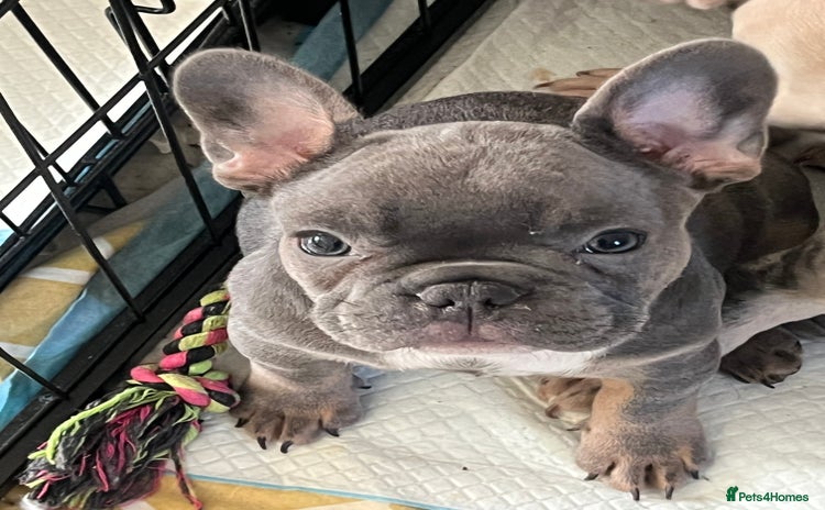 French Bulldog dogs - Advert 3