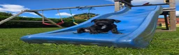 Mixed Breed dogs for sale: Luna Little Legs 6 months  - Advert 3