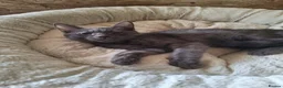 Mixed Breed cats for adoption: Mira for adoption in Waterlooville - Advert 2