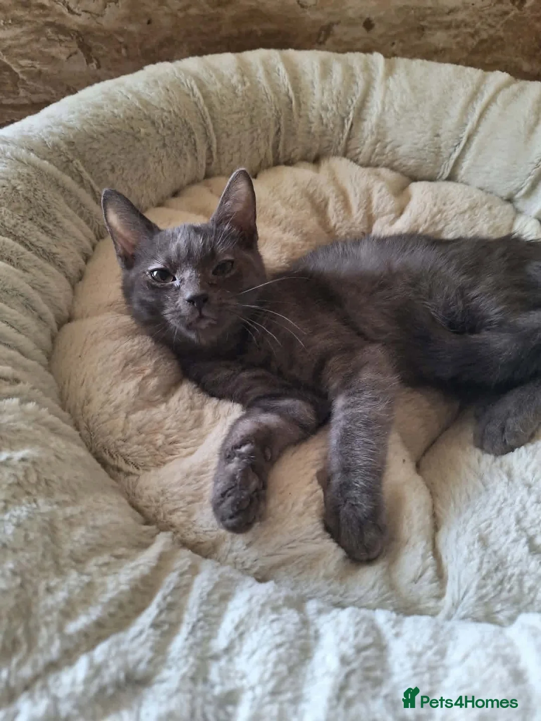 Mixed Breed cats for adoption: Mira for adoption in Waterlooville - Advert 2
