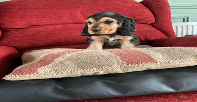 Cocker Spaniel dogs - Advert 2