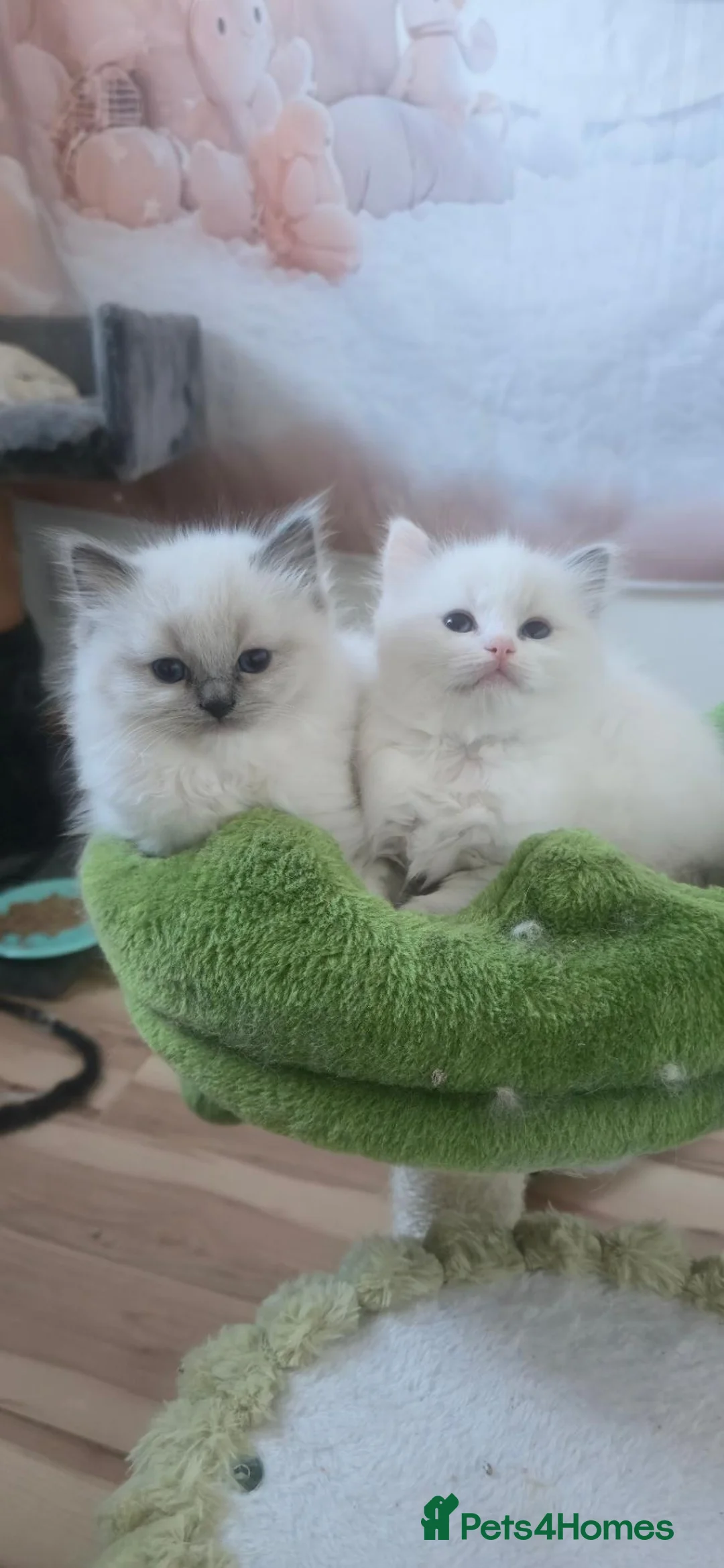 Ragdoll cats for stud: Ragdoll stud - Advert 2