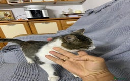 Mixed Breed cats for adoption: NOSE - a Lovely boy, for a Loving Home - Image 4
