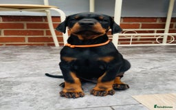Dobermann dogs for sale: FULLY HEALTH & HEART TESTED KC in Whitland - Image 1