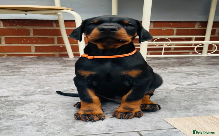 Dobermann dogs in Whitland - Advert 8