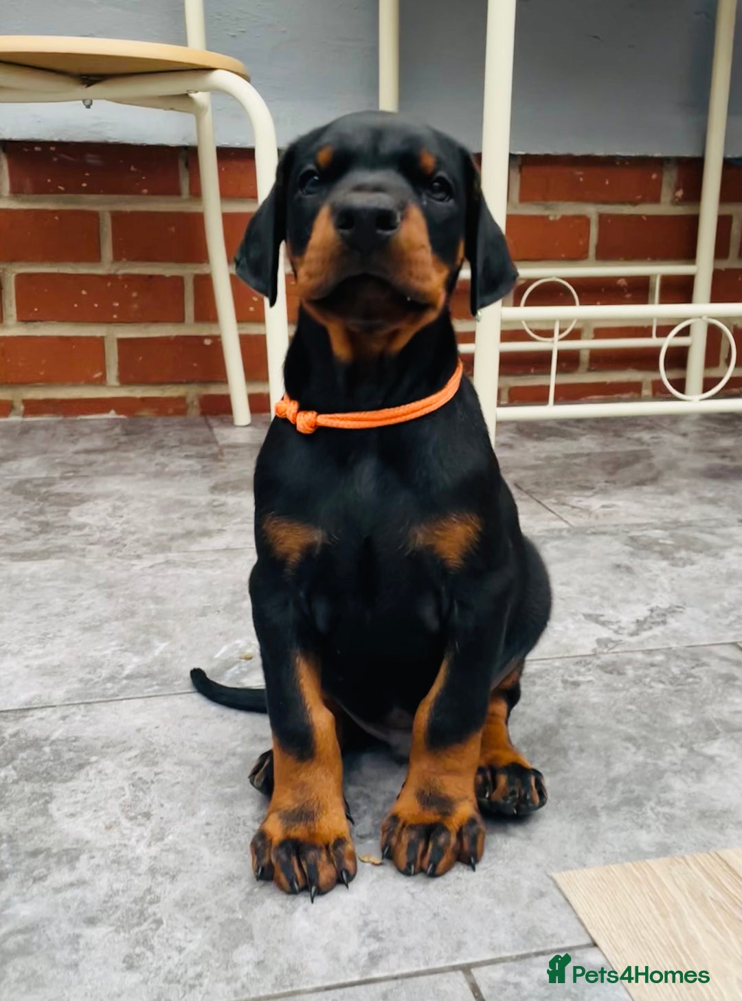 Dobermann dogs for sale: FULLY HEALTH & HEART TESTED KC in Whitland - Image 1