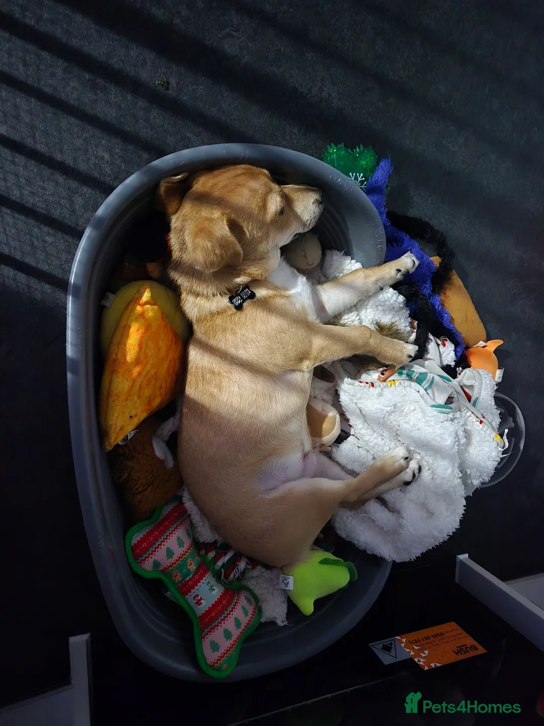 Jack Chi dogs for sale: Jack chi Rocco - Advert 2