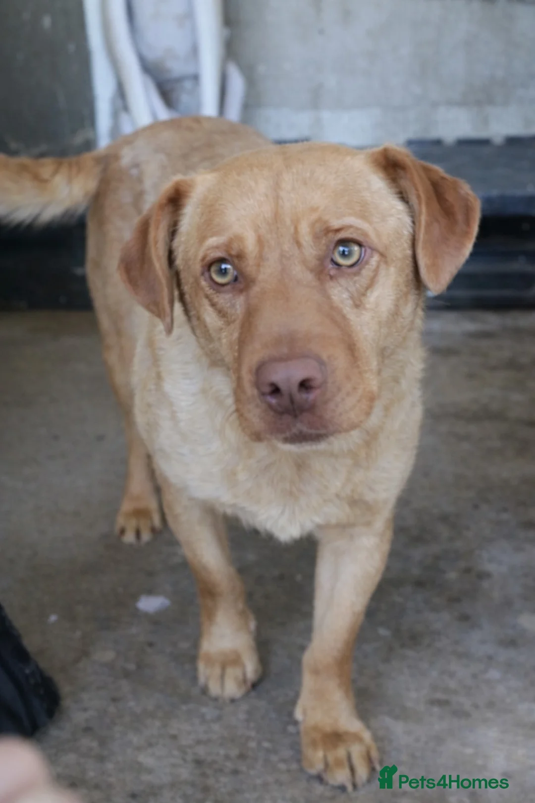 Mixed Breed dogs for adoption: 💛 Please Don’t Scroll Past Me… 🐾 - Advert 2