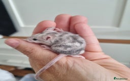 Mouse rodents for sale: Reserved! 1 boy  - Image 2