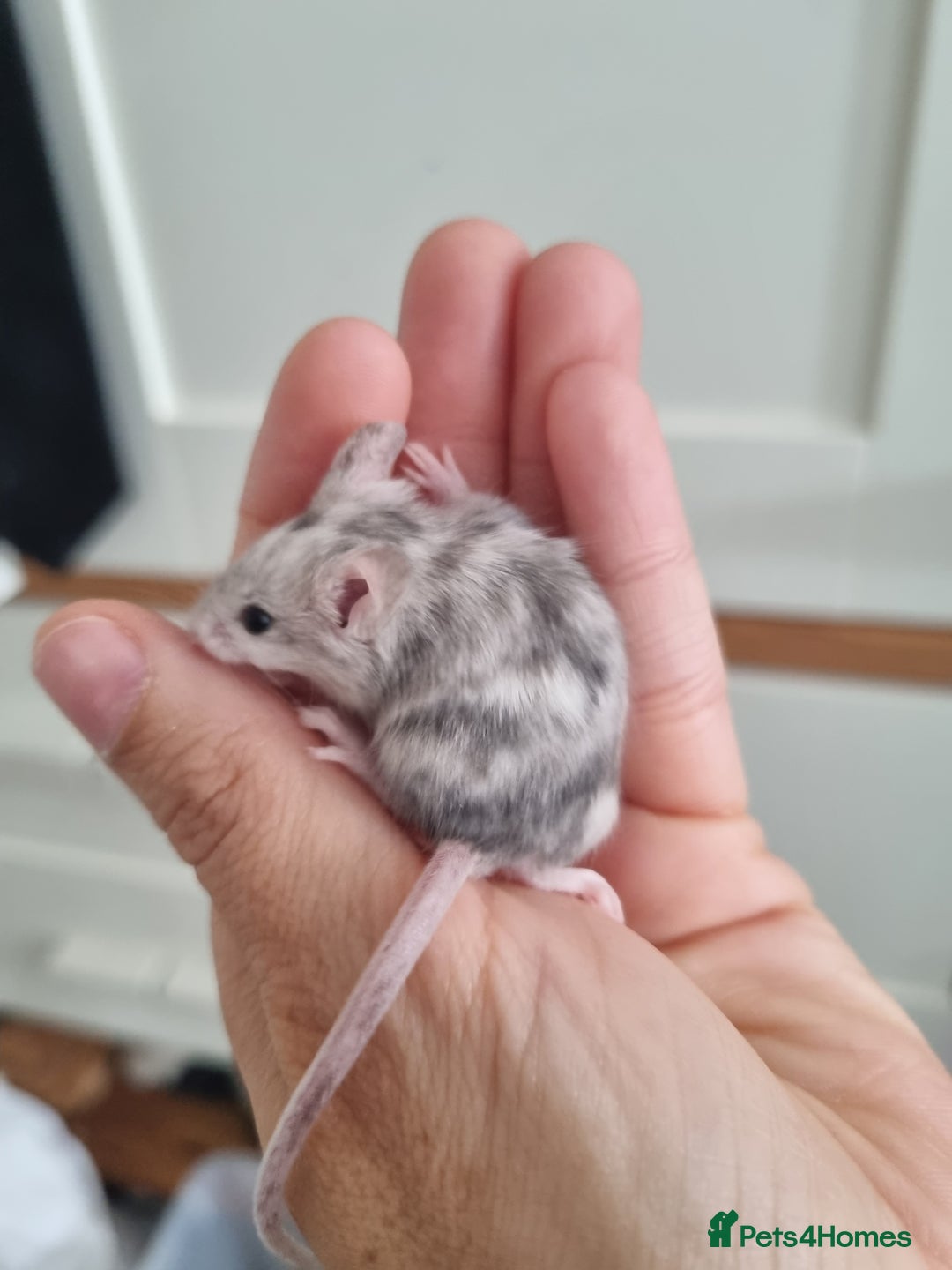 Mouse rodents for sale: Reserved! 1 boy  - Image 2