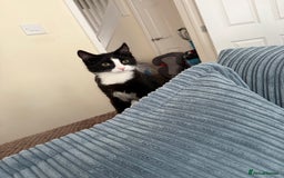 British Longhair cats for sale: 5 month old male  kitten needs a forever home  - Image 3