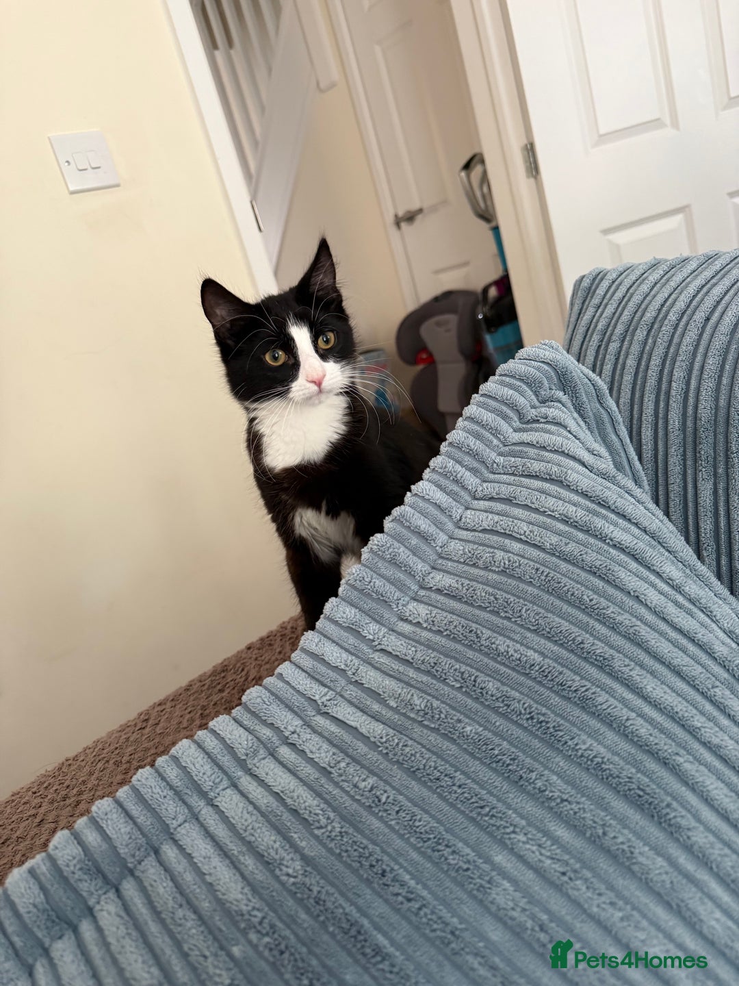 British Longhair cats for sale: 5 month old male  kitten needs a forever home  - Image 3
