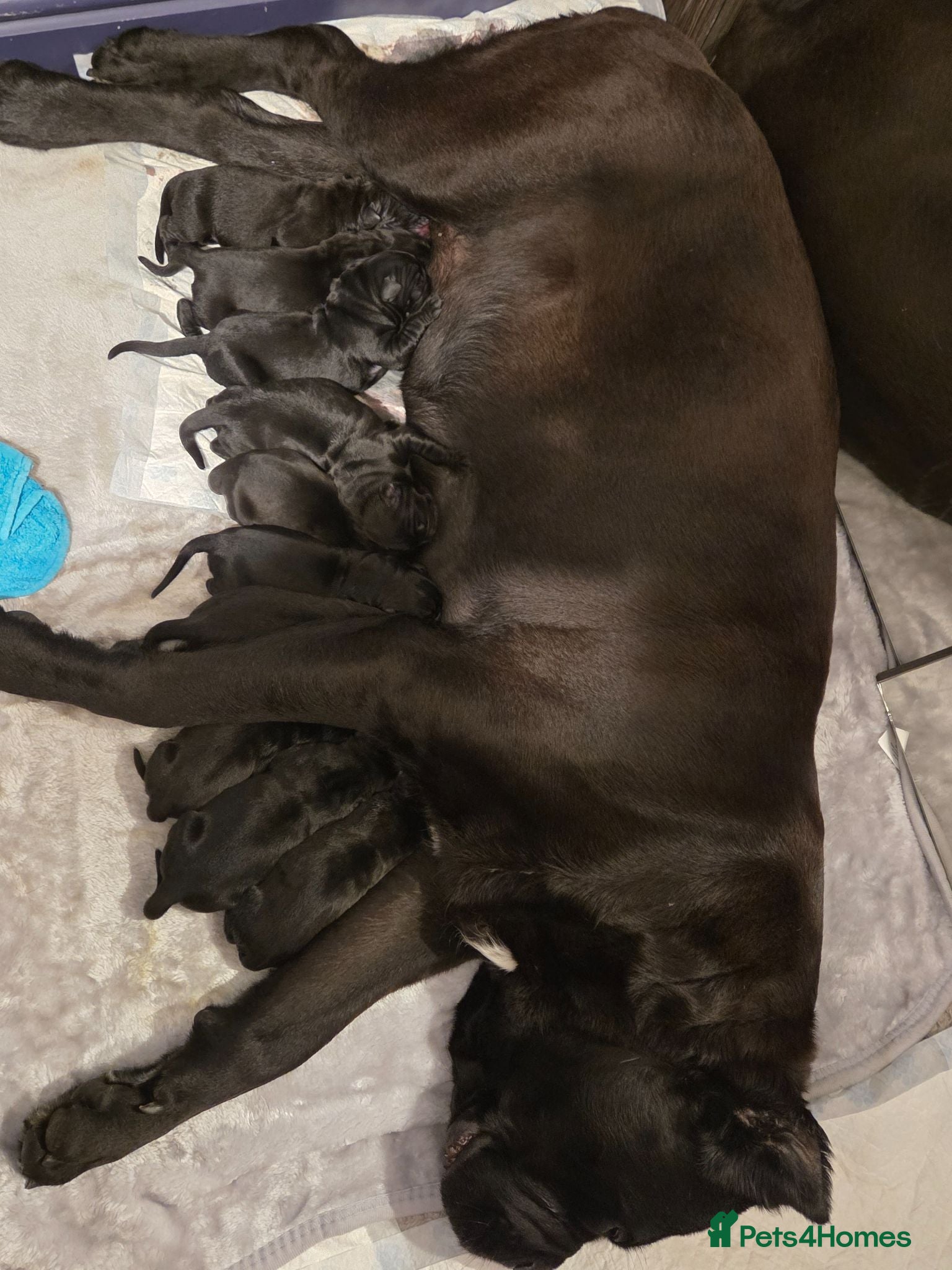 Cane Corso dogs 8 beautiful cane corso puppies  - Advert 5