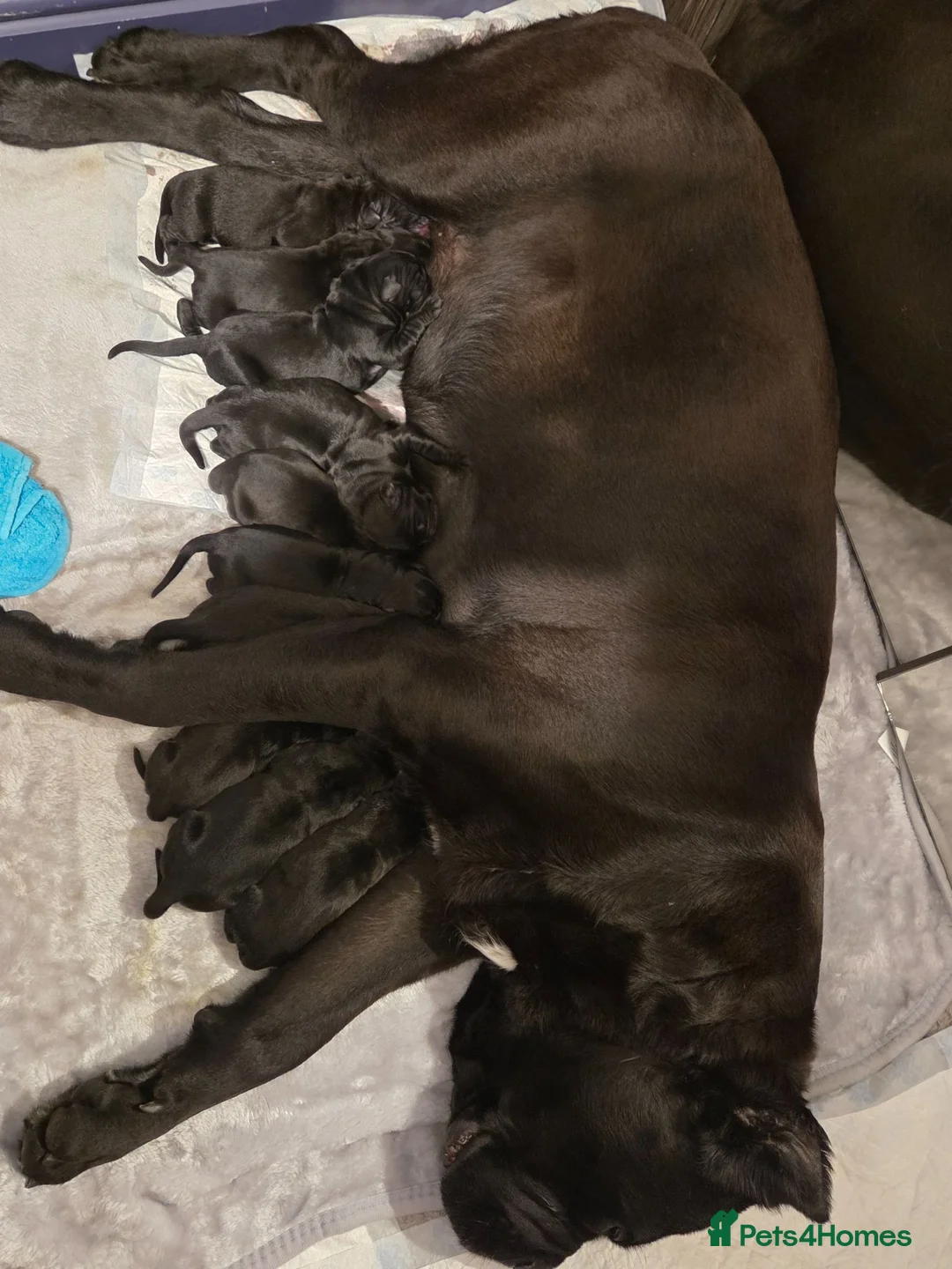 Cane Corso dogs for sale: 8 beautiful cane corso puppies  - Advert 1